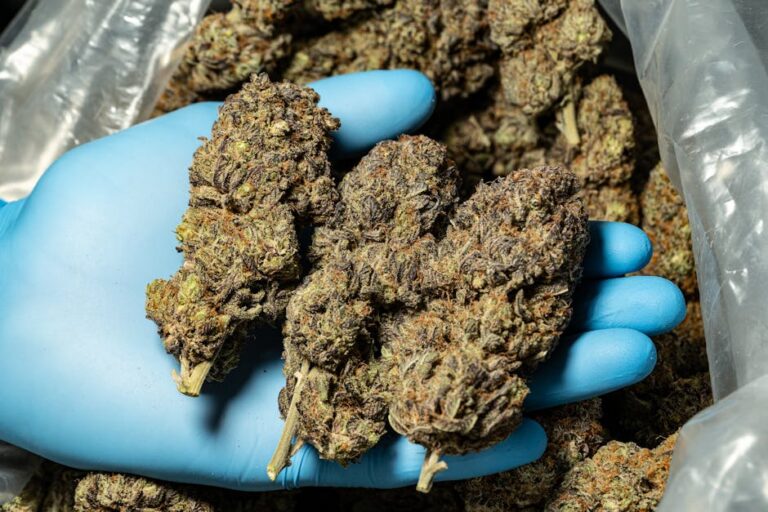 Почему не всходят семена конопли подробный разбор проблемы