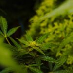 Солпадеин с кодеином описание и применение препарата img-1108.jpg