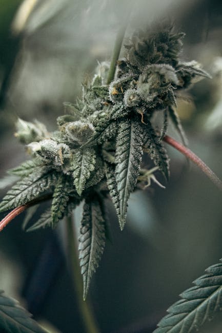 Семена конопли Auto Bubblelicious feminised от Nirvana Seeds