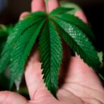 Семена конопли для попугаев: свойства и применение в питании img-144.jpg