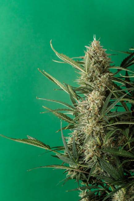 Купить гашиш в Омске онлайн