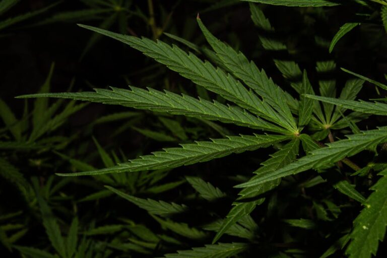 Героиновая зависимость и ее последствия