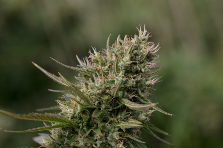 Семена конопли сорокодневки особенности и преимущества сорта