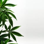 Семена конопли в Санкт-Петербурге: свойства и приобретение img-1973.jpg