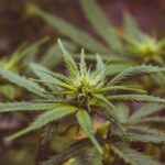 Проблема распространения наркотических средств img-2029.jpg