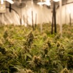 Прикормка с семенами конопли в рыбалке img-2087.jpg