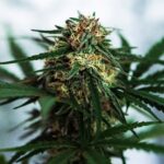 Купить наркотики в Уфе img-2148.jpg