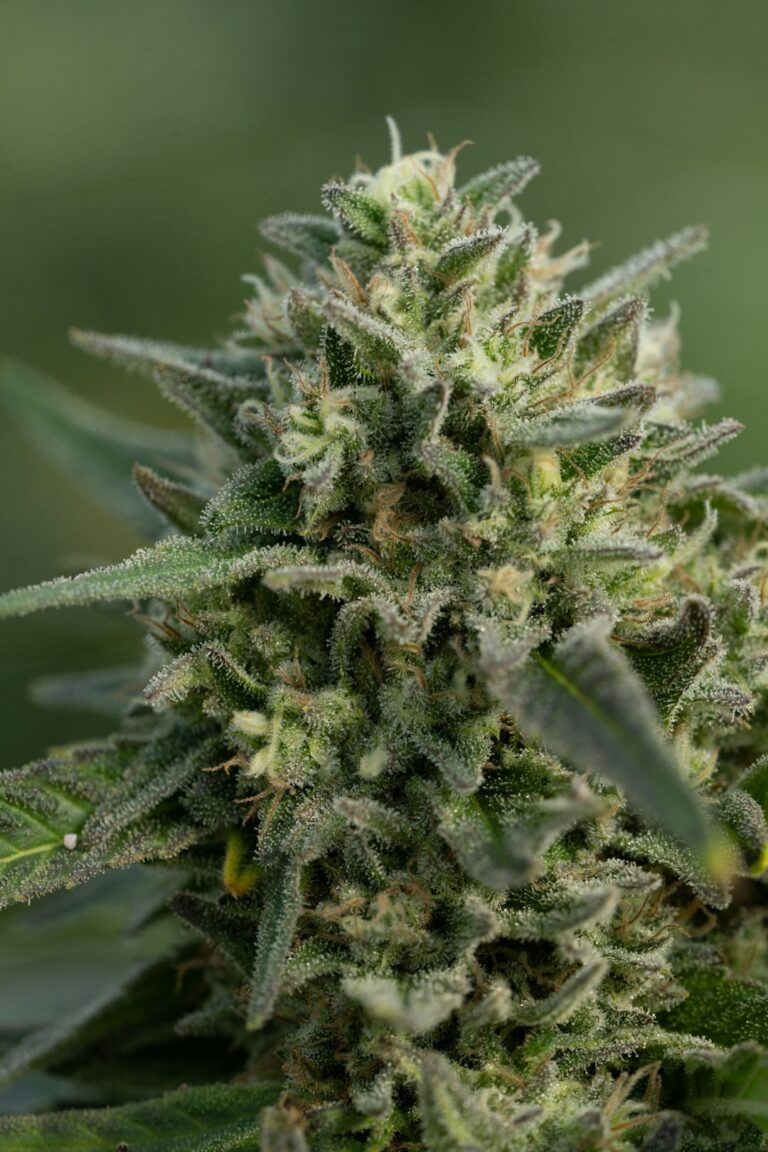 Семена конопли рецепты и полезные свойства