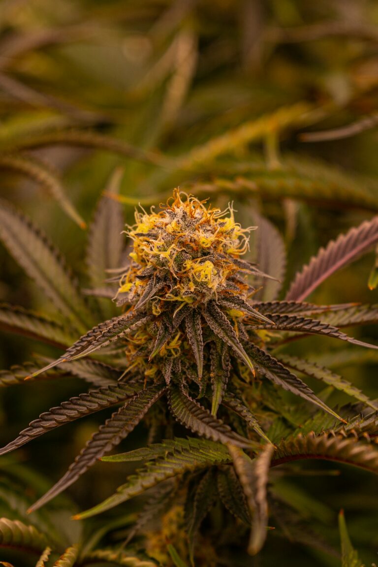 Конопля свойства и правовой статус в Украине и Крыму