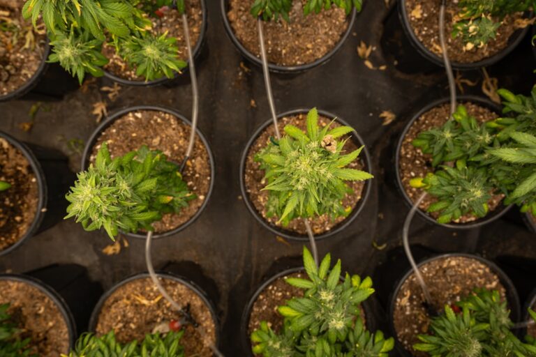 Семена афганской конопли особенности и преимущества