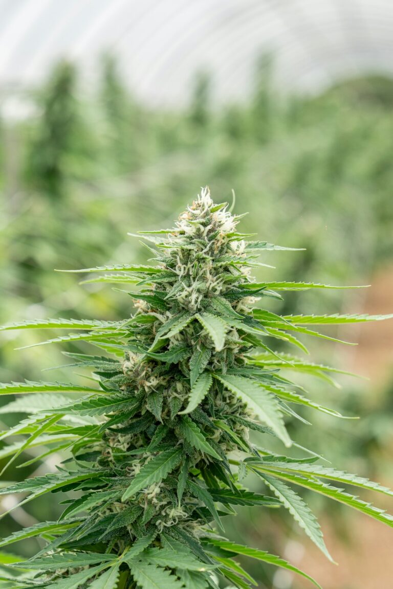 Покупка семян конопли в Казани и их выращивание