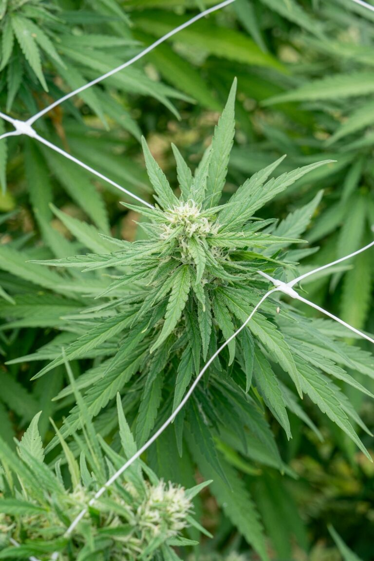 Конопля индика свойства и выращивание из семян