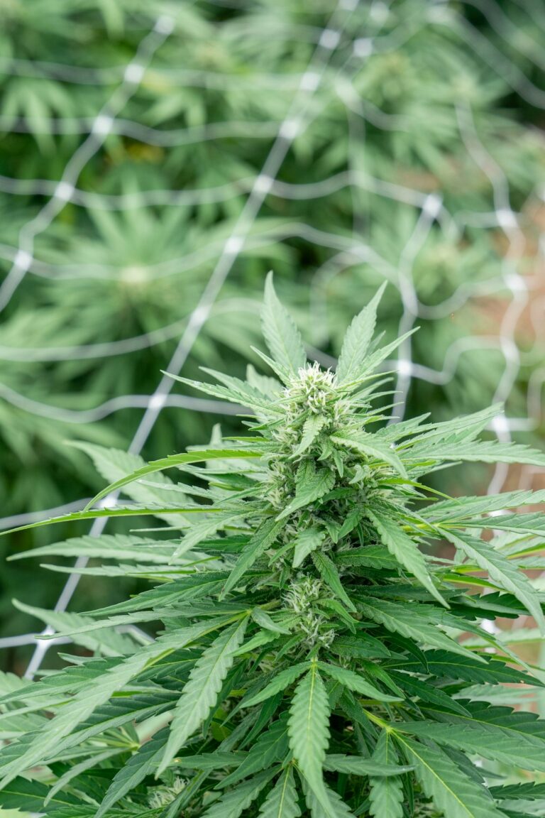 Полезные свойства и применение семян конопли