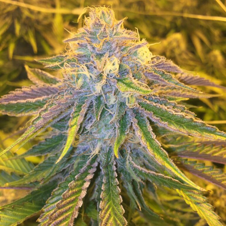 Семена конопли Critical Kush feminised от Ganja Seeds