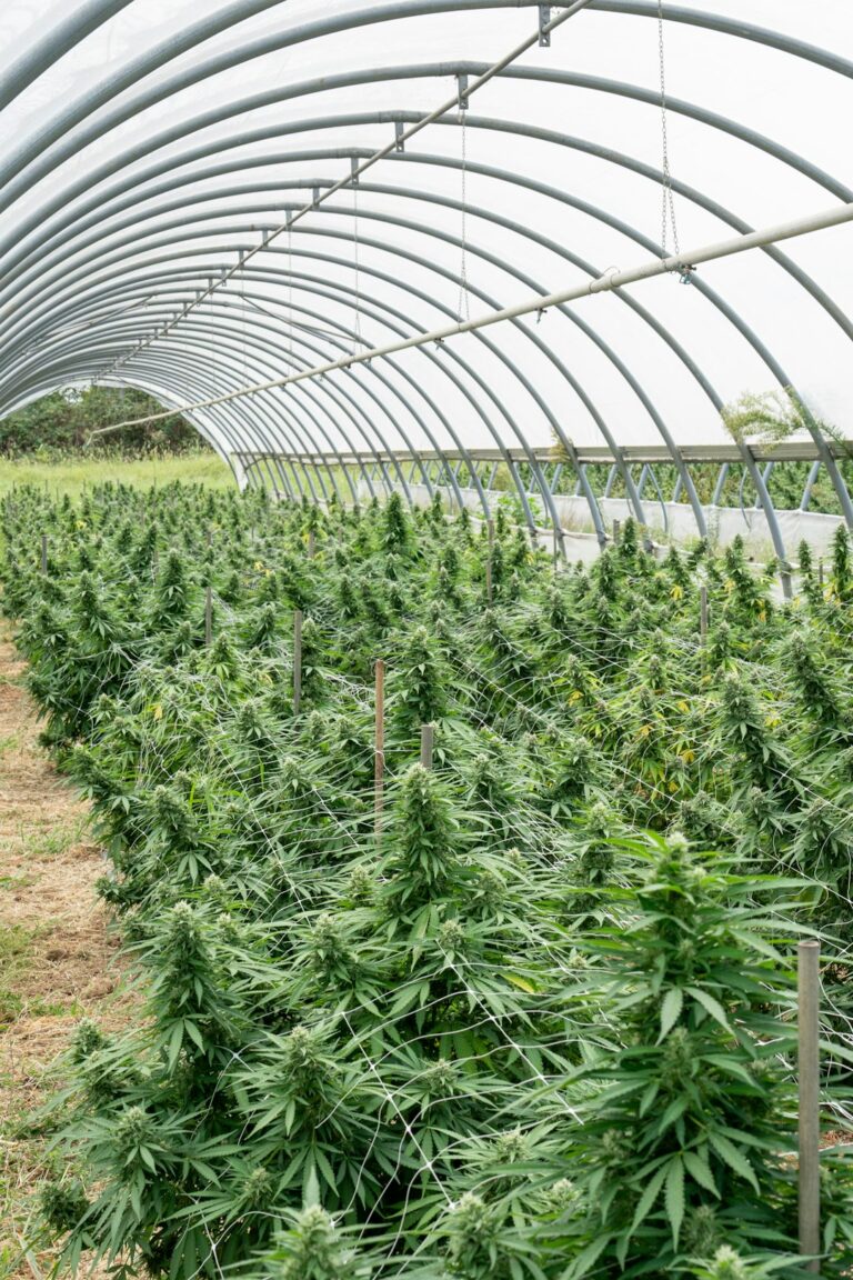 Выращивание конопли из семян