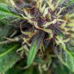 Питательная ценность и биохимический состав семян конопли img-2282.jpg