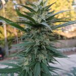 Прорастание семян марихуаны основные аспекты img-2303.jpg