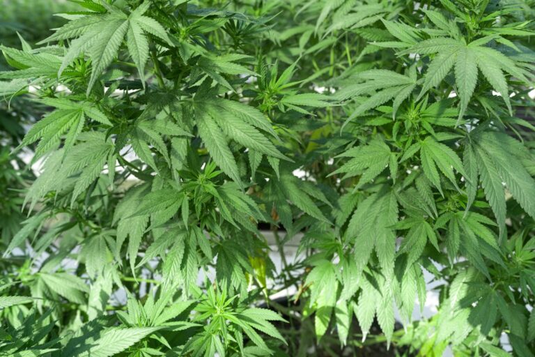 Легальные наркотики и психоактивные вещества в аптеках без рецепта