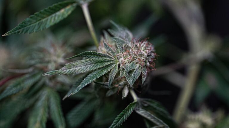 Полезные свойства и применение масла конопли