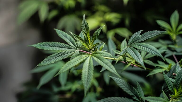 Семена конопли Northern Light: характеристики и преимущества сорта