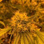 Наркотики в Нижнем Новгороде img-238.jpg