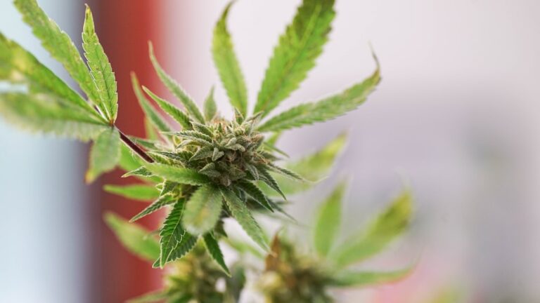 Проблема наркозависимости и гашиш в современном обществе