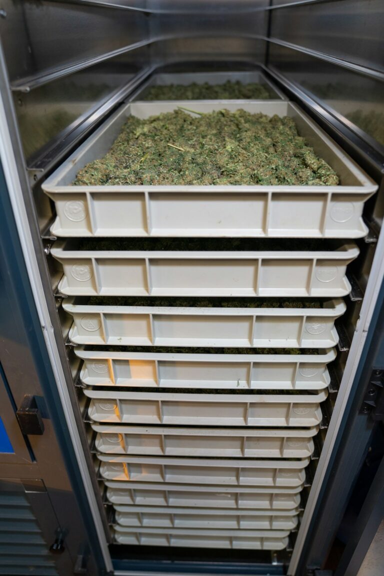 Выращивание конопли в России: особенности покупки семян и их доставки