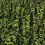 Психоделики онлайн и их свойства img-2451.jpg