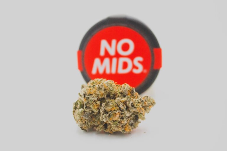 Характеристики и преимущества сорта конопли Auto Turgai от Bang Seeds