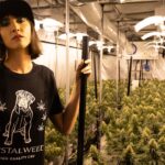 Украшения с марихуаной как способ выражения идентичности img-2513.jpg