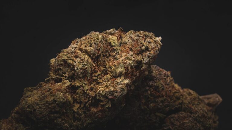 Выращивание конопли из семян: шаги к успеху