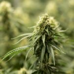 Пиво с коноплей - преимущества и где купить конопляное пиво img-2543.jpg