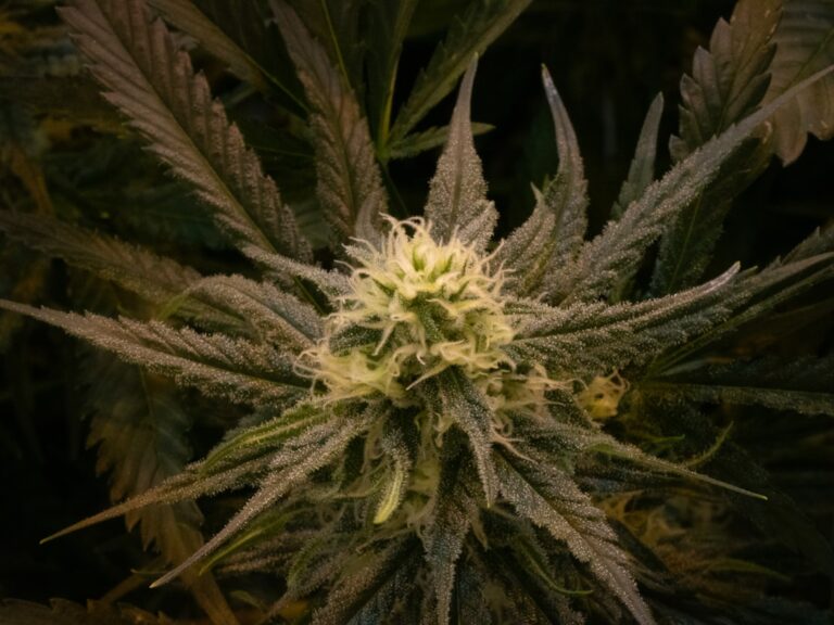 Купить семена конопли в России для выращивания