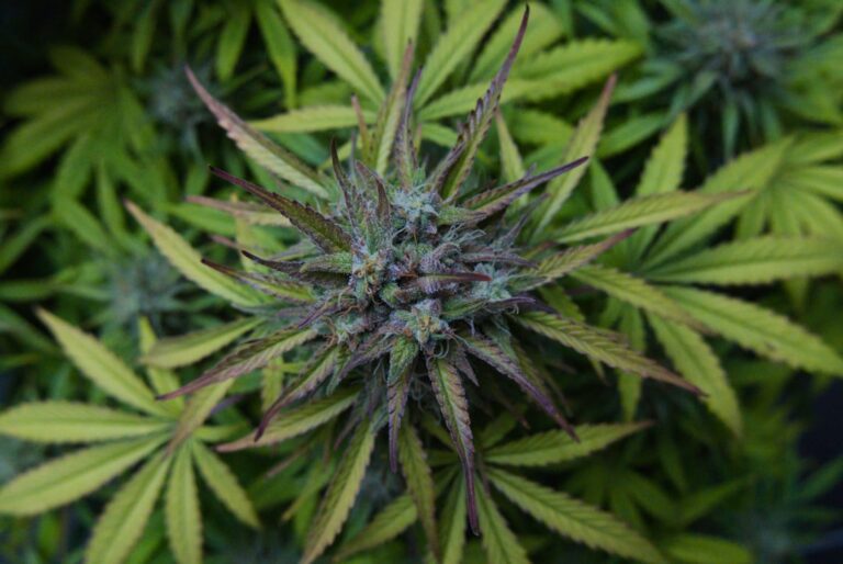 Наркотические средства в аптеках и онлайн аптеках России