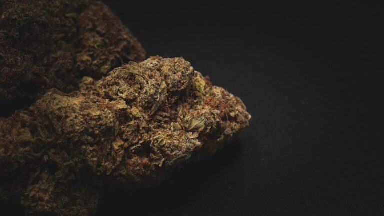 Когда сажают семена конопли: обзор процесса выращивания