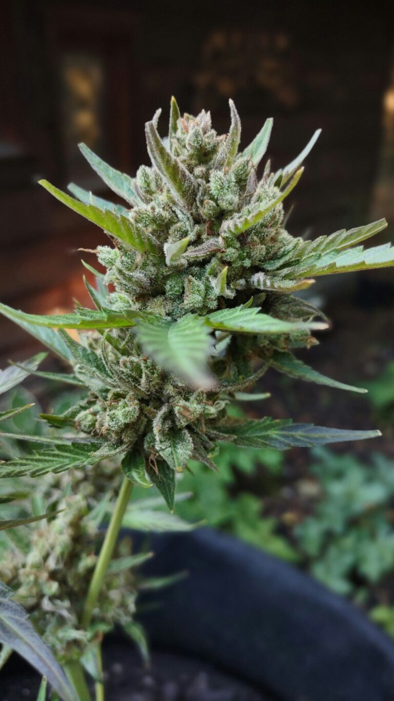 Семена конопли и их применение