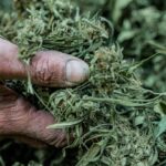 Купить спайс в Брянске img-2761.jpg