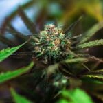 Приобретение и использование семян конопли в Новосибирске img-2778.jpg