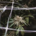 Сорт конопли Calamity Jane от Buddha Seeds img-2842.jpg