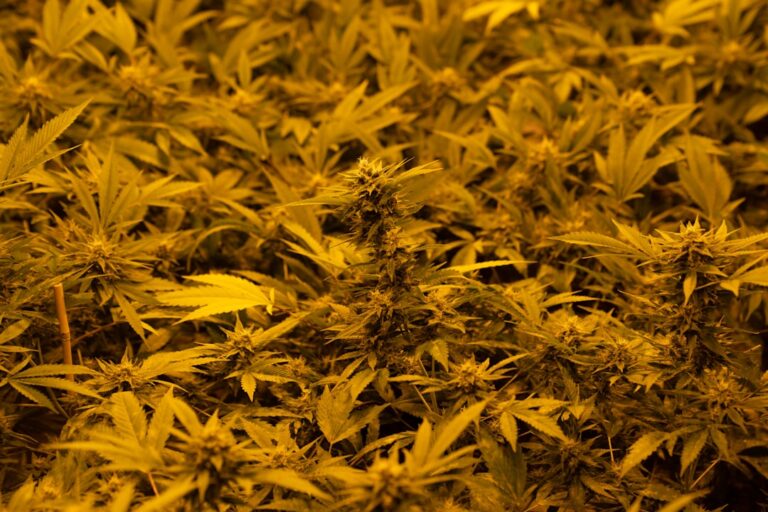 Наркозависимость и наркоторговля в Ярославле