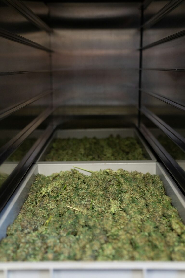 Мужские растения конопли и их значение