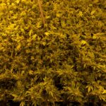 Легальная марихуана для медицинских целей img-2902.jpg