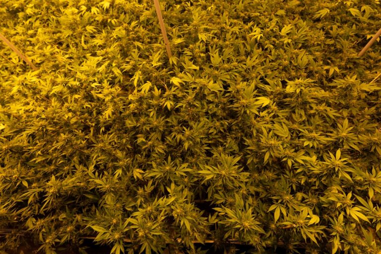 Легальная марихуана для медицинских целей