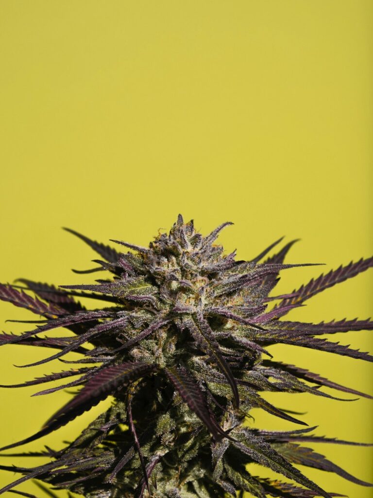 Где купить семена конопли