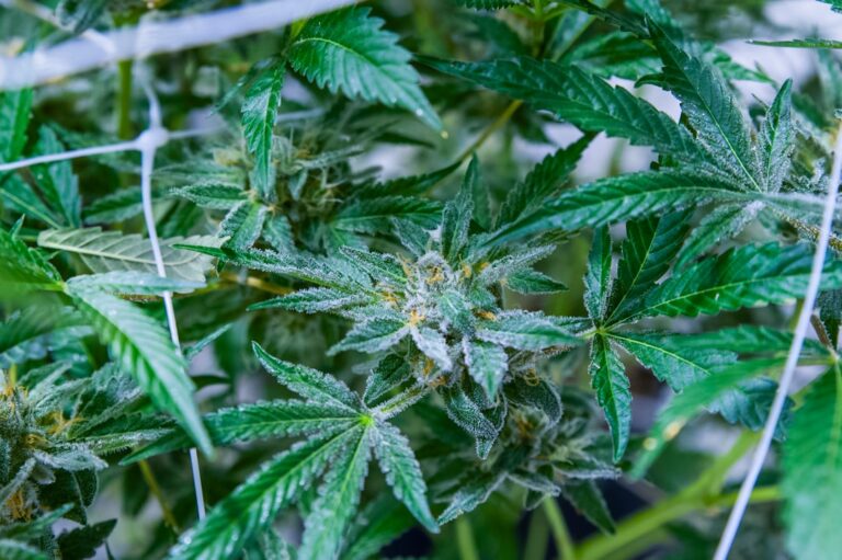 Купить семена марихуаны в Москве