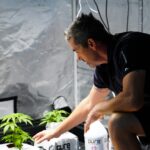 Получение Семян Конопли Пошаговое Руководство img-3118.jpg