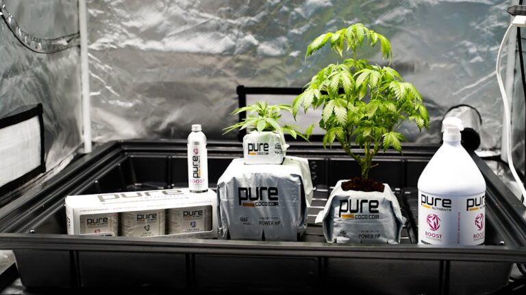 Конопля и ее применение в различных сферах жизни