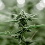 Лекарства без рецепта в аптеке: что можно купить свободно img-3352.jpg