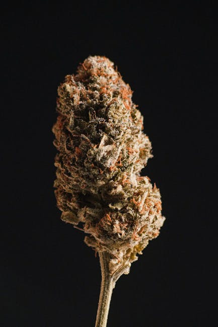 Автоцветущие семена конопли преимущества и свойства