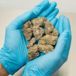 Полезные свойства проростков конопли и их роль в здоровом питании img-49.jpg